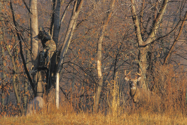 Deer Hunting from treestand