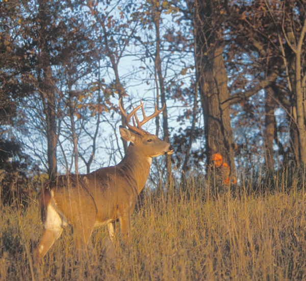 Hunting Whitetails from the Ground