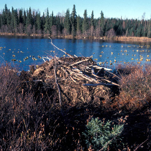 Beaver den