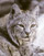 bobcat hunting