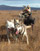 Meat Moose Hunt