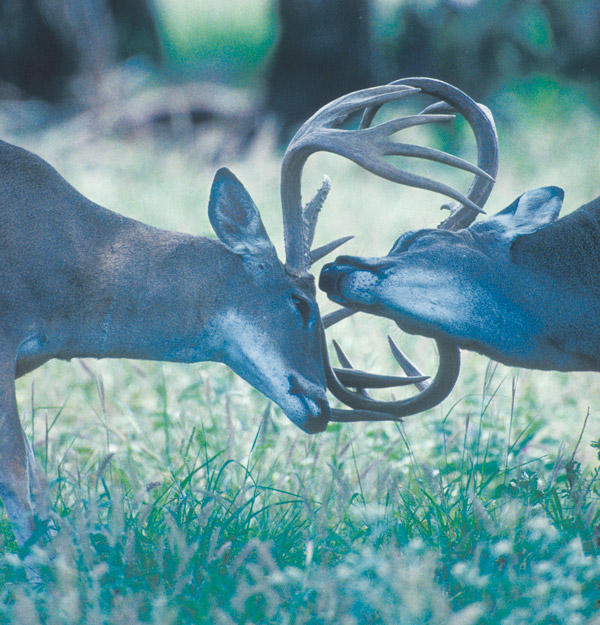 Whitetail deer locking antlers