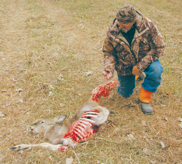 Hunting coyote to save deer