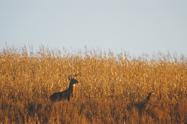 Whitetail deer in cornfield