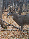 Deer Hunting Article