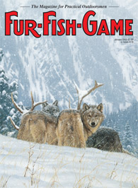 January 2003 Wolves devour an elk
