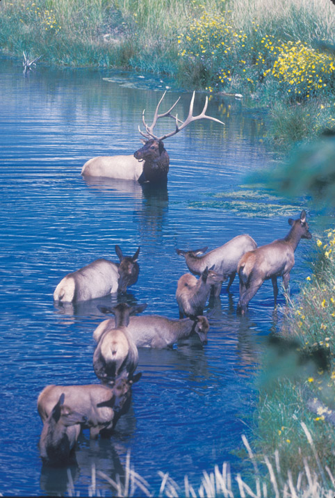 Elk Herd